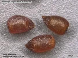   Seeds :  Centrolepis strigosa ; Photo by South Australian Seed Conservation Centre, used with permission 
